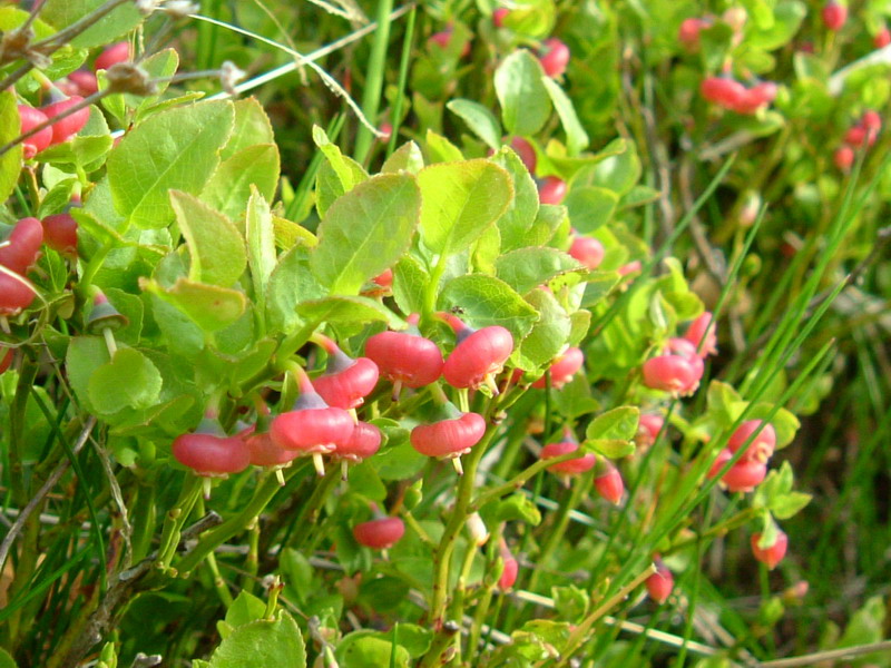 Vaccinium myrtillus / Mirtillo nero